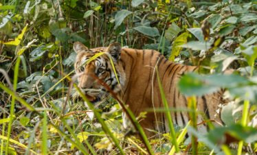 Nepal Wildlife Tour Package